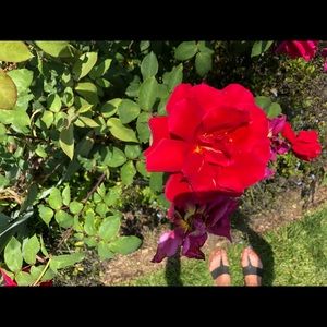 Meet your Posher, Virginia